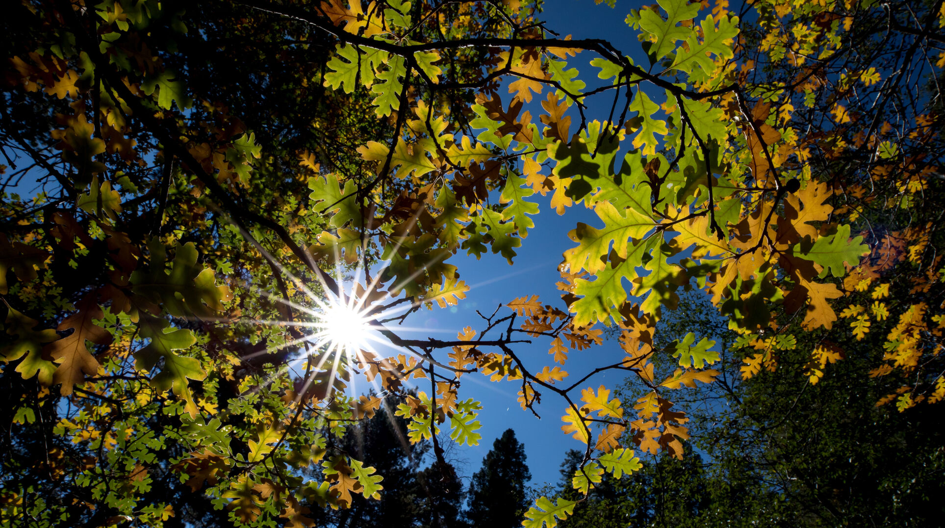 Fall colors